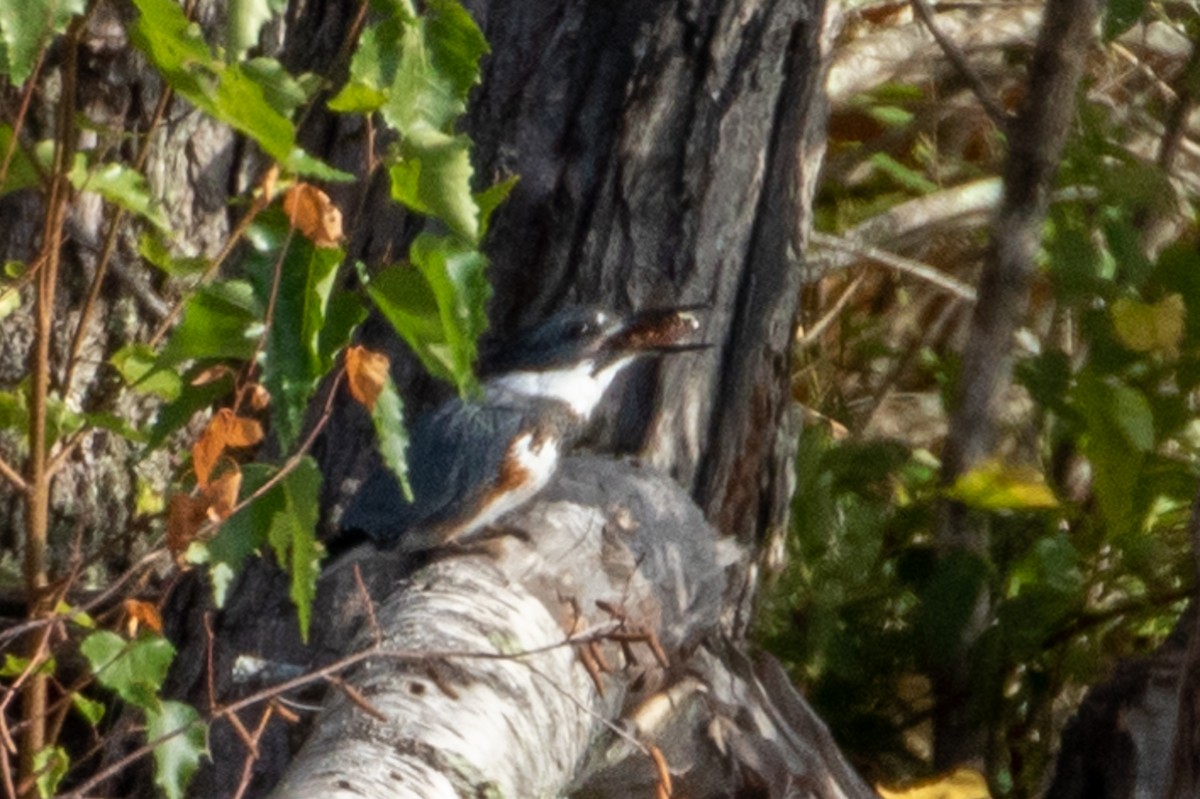 Belted Kingfisher - ML267505341