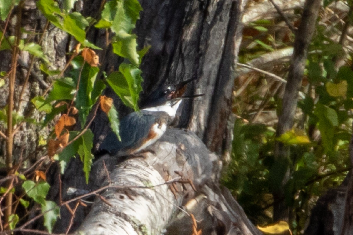 Belted Kingfisher - ML267505351