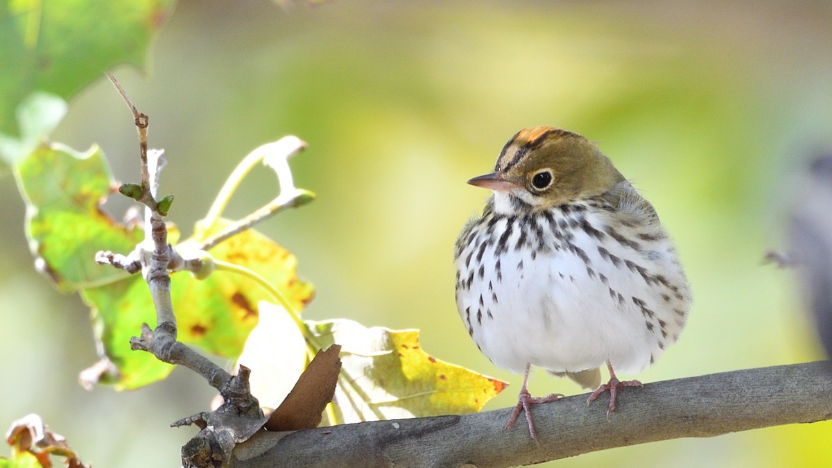 Ovenbird - ML267505681