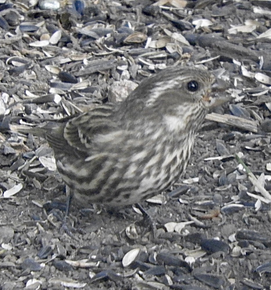 Purple Finch - ML267505951