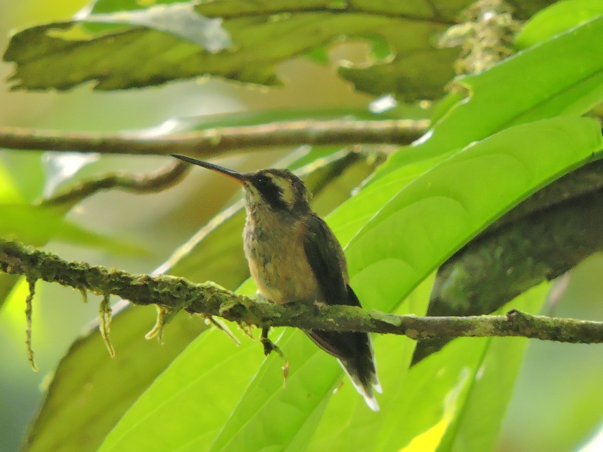 Gray-chinned Hermit - ML267506861