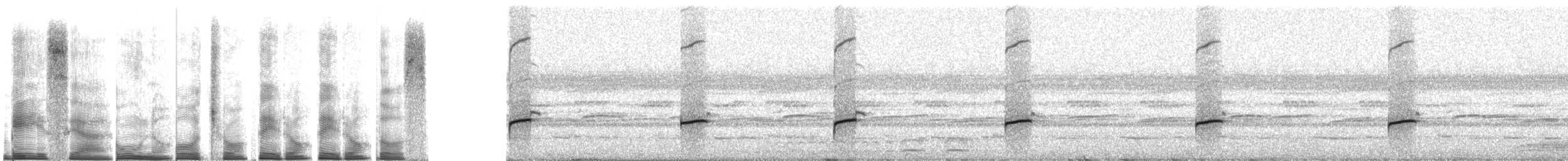 Lesser Antillean whistling frog - ML267510