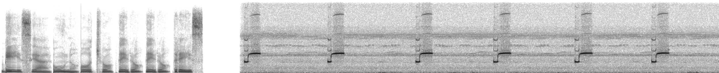 Lesser Antillean whistling frog - ML267511