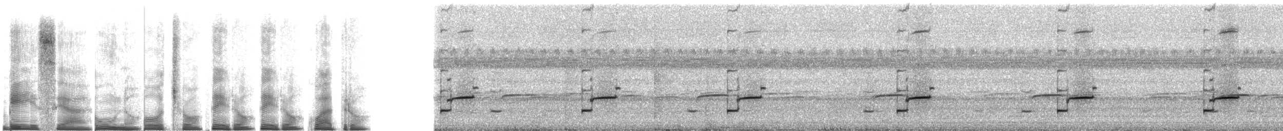 Lesser Antillean whistling frog - ML267512