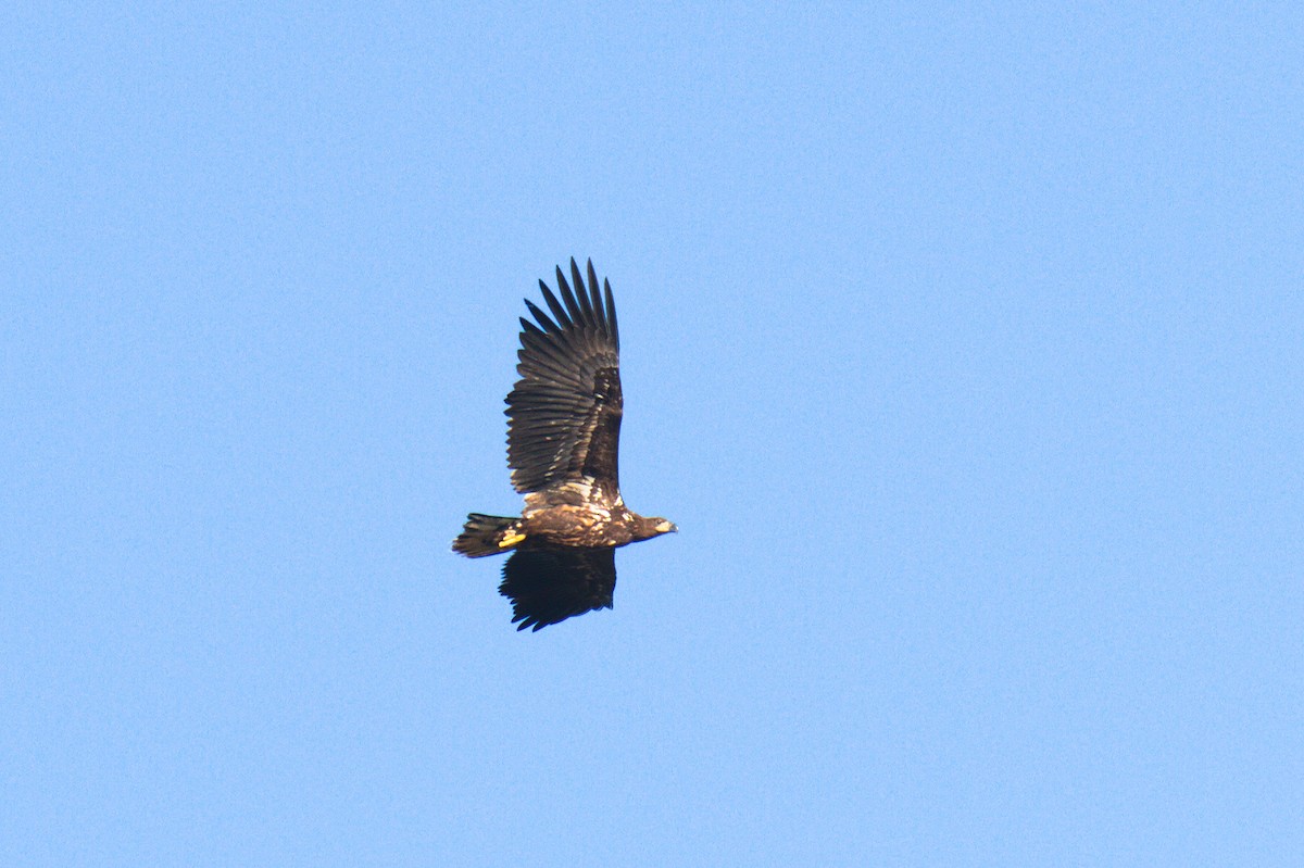 White-tailed Eagle - ML267512501