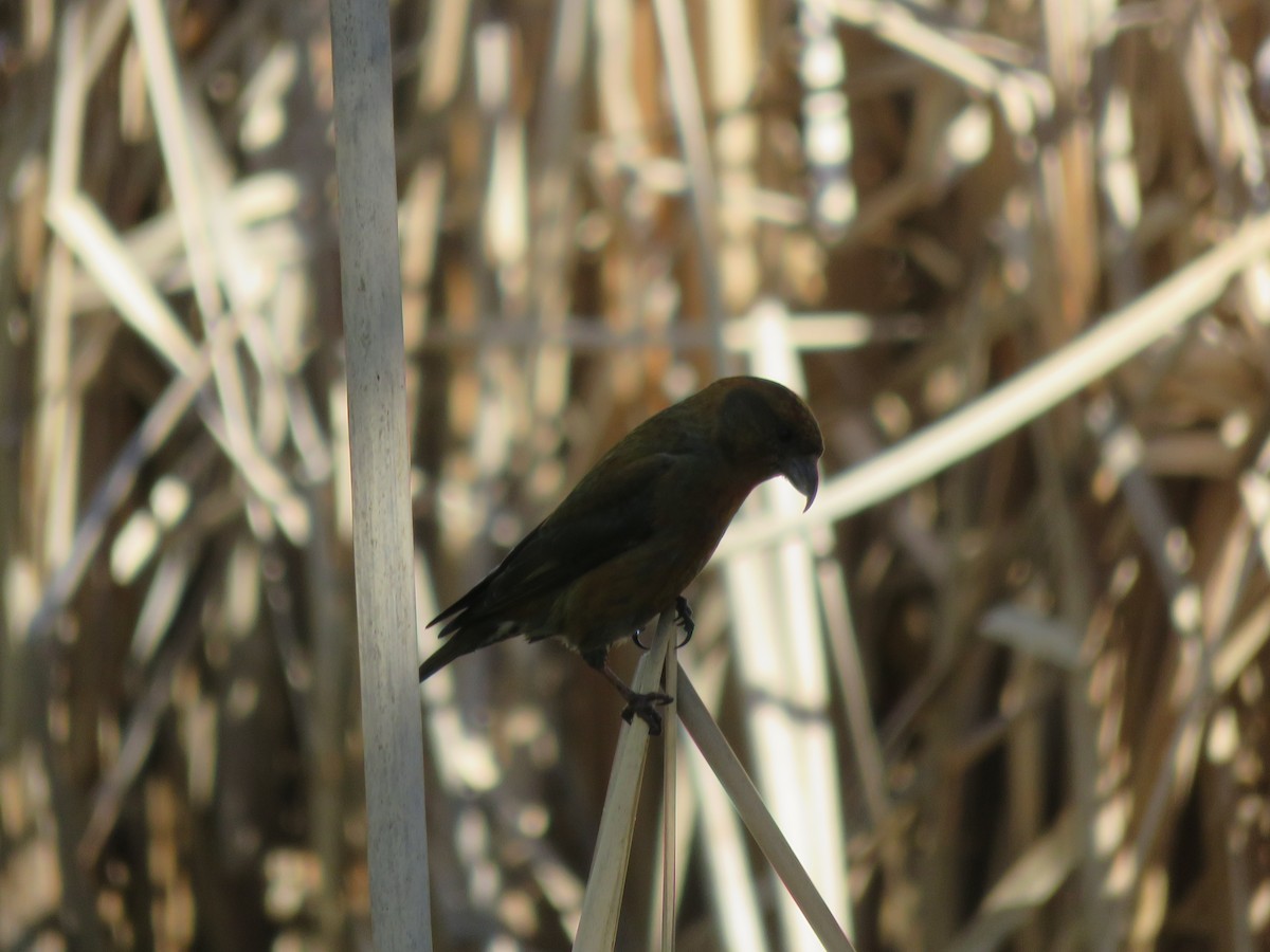 Red Crossbill - ML26751261