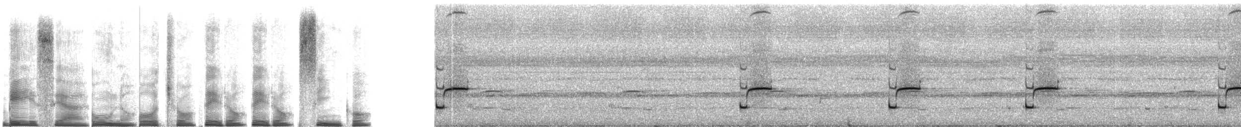 Lesser Antillean whistling frog - ML267513