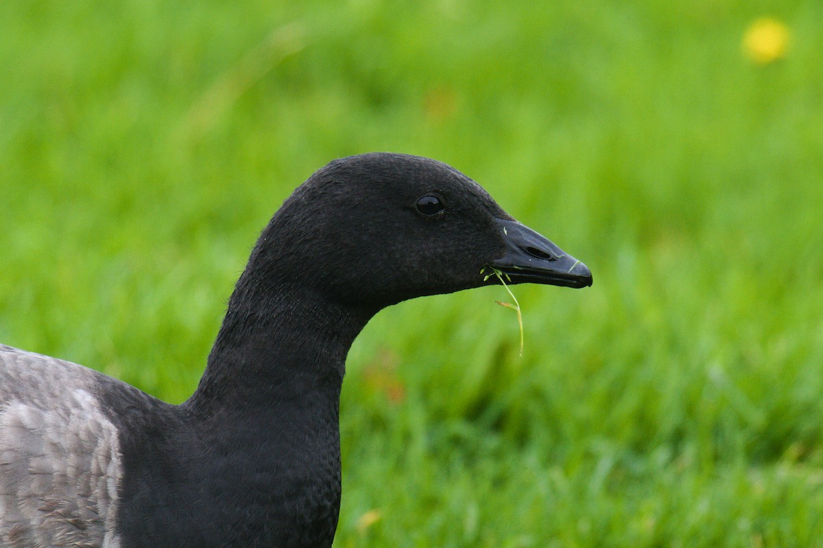 Brant - ML267513951