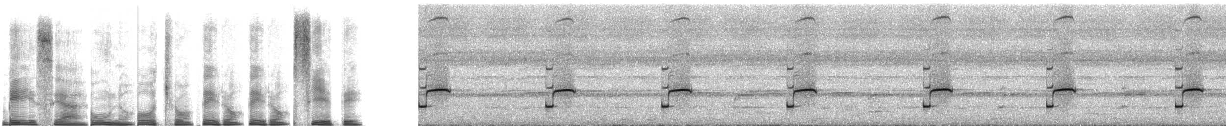 Lesser Antillean whistling frog - ML267515