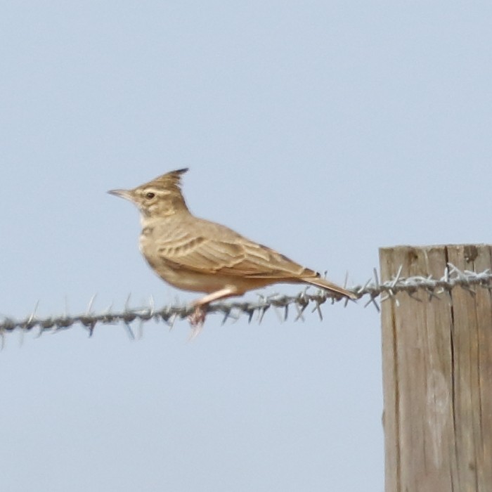 Crested Lark - ML267517971