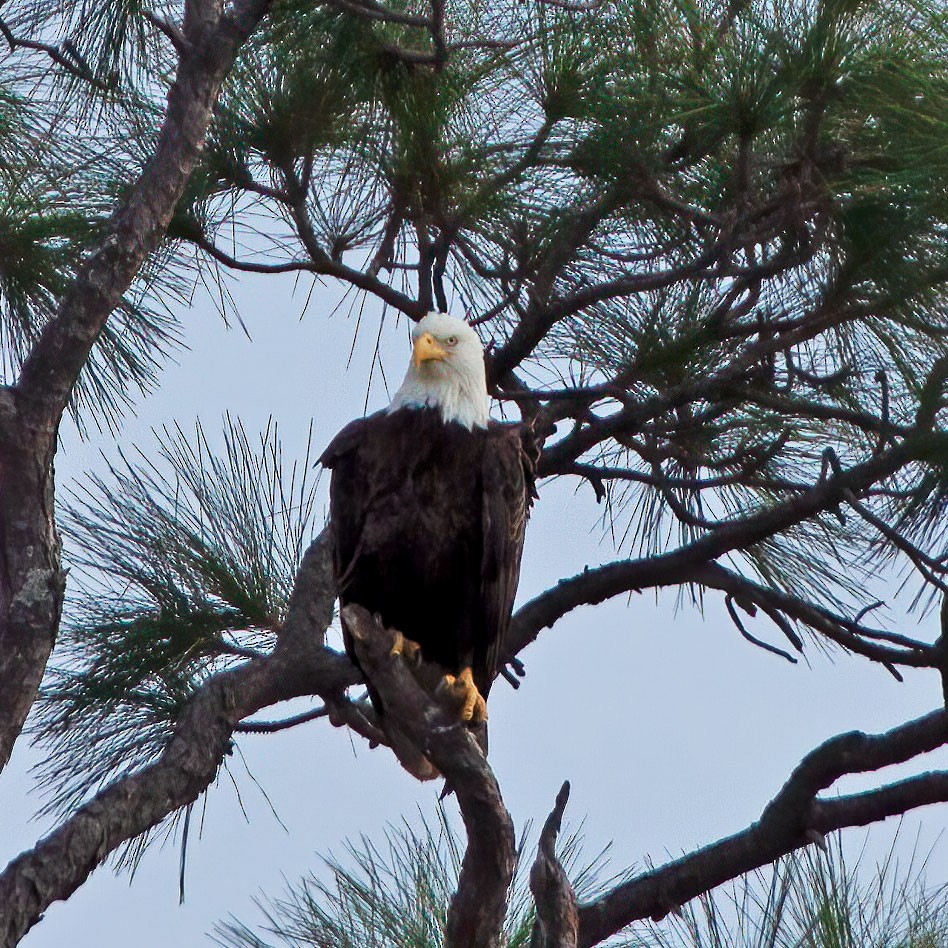 Bald Eagle - ML267519551