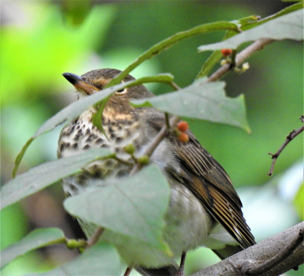 Swainson's Thrush - ML267519641