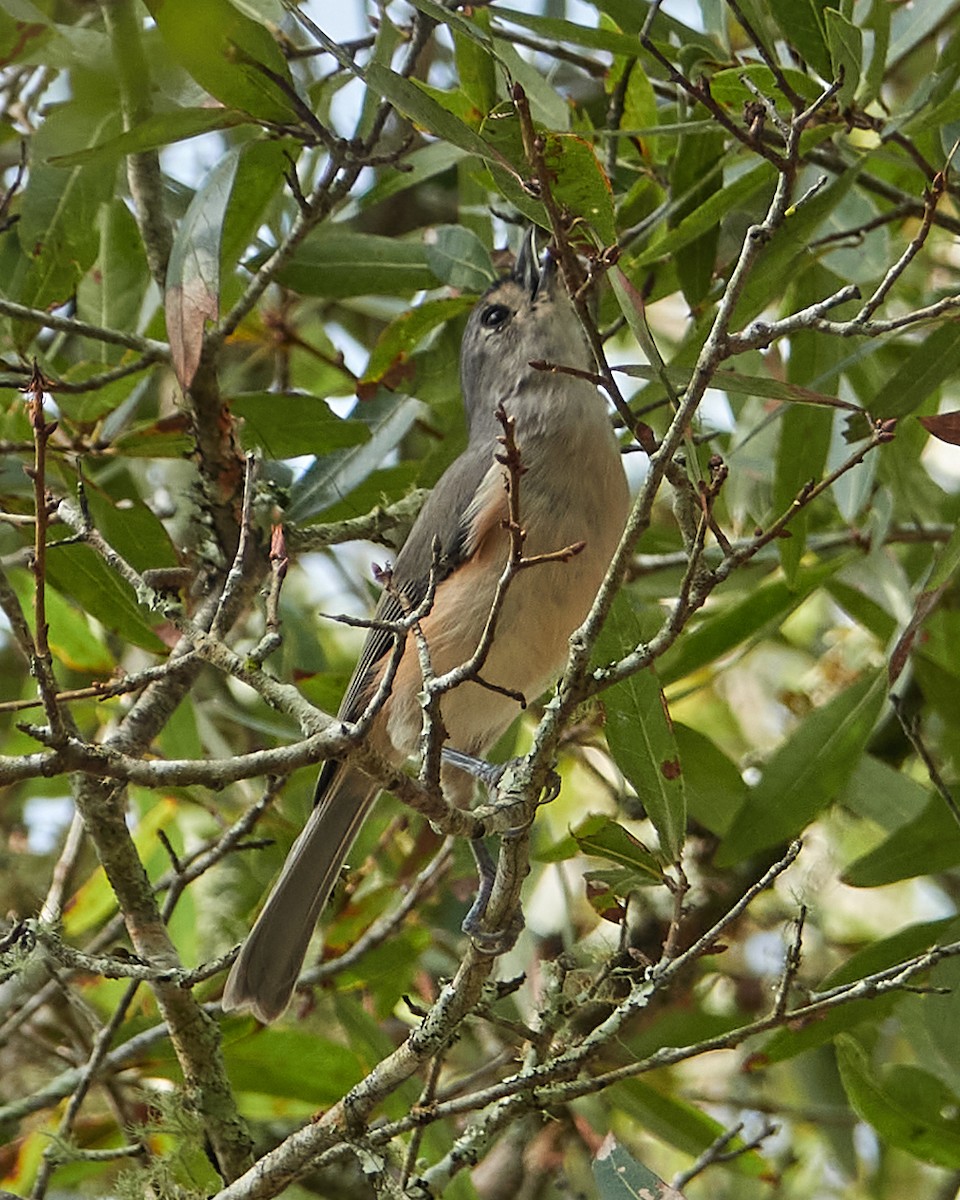 Tufted Titmouse - ML267521701