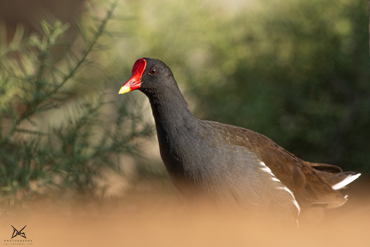 Eurasian Moorhen - ML267522311