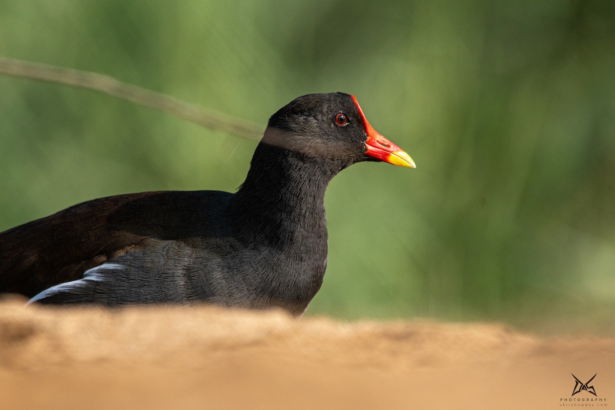 Eurasian Moorhen - ML267522321