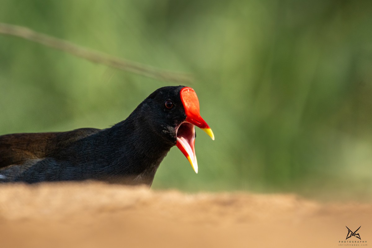Eurasian Moorhen - ML267522331