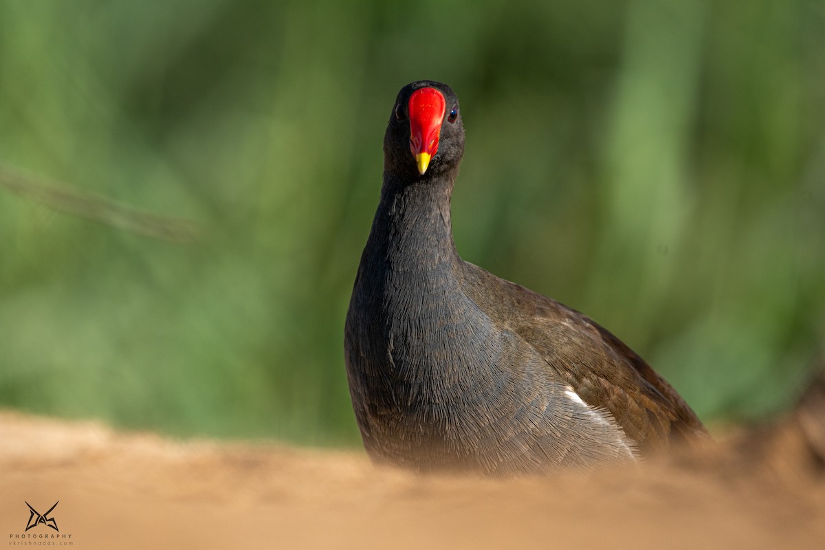 Eurasian Moorhen - ML267522361