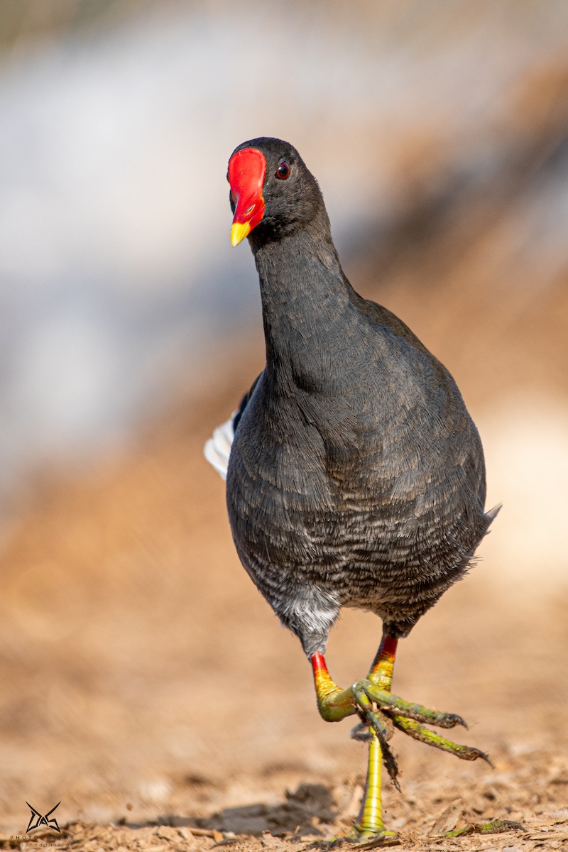 Eurasian Moorhen - ML267522941