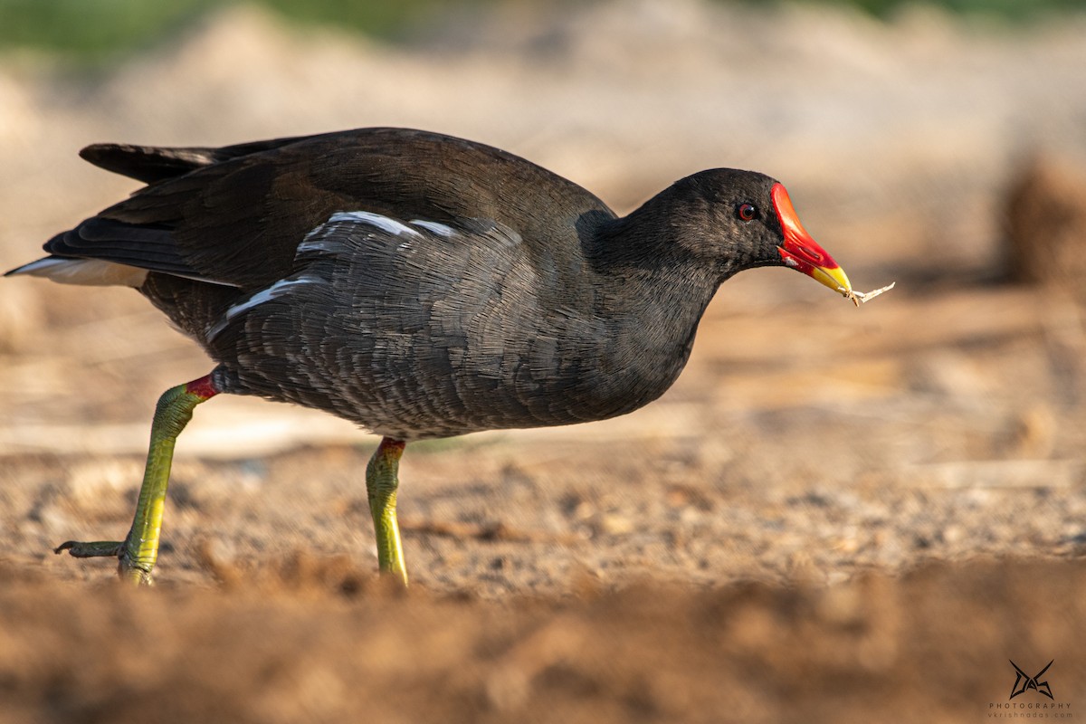 Eurasian Moorhen - ML267523361