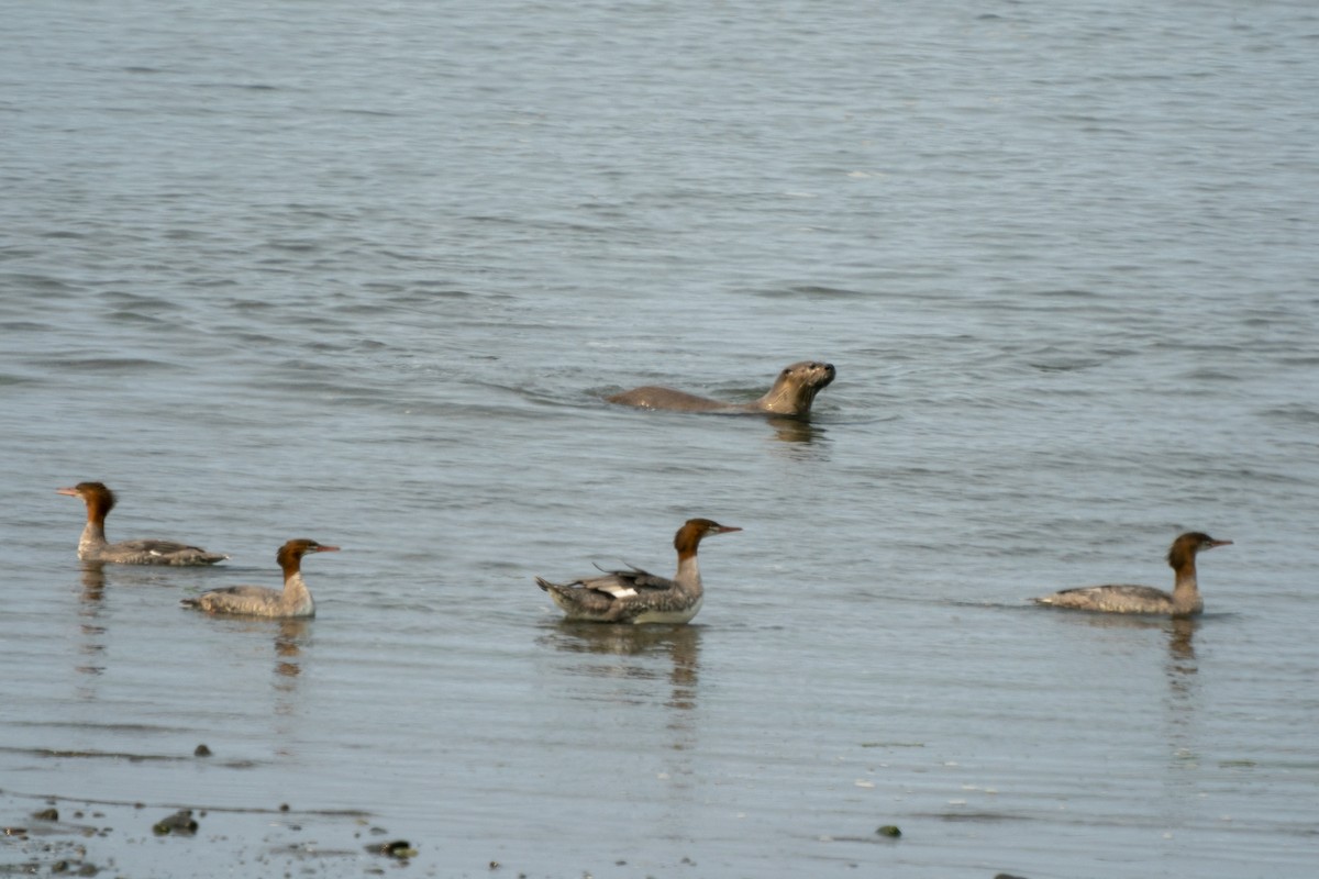 Common Merganser - Steven Hunter