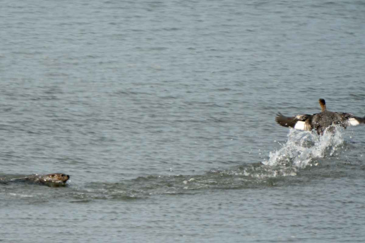 Common Merganser - ML267524771