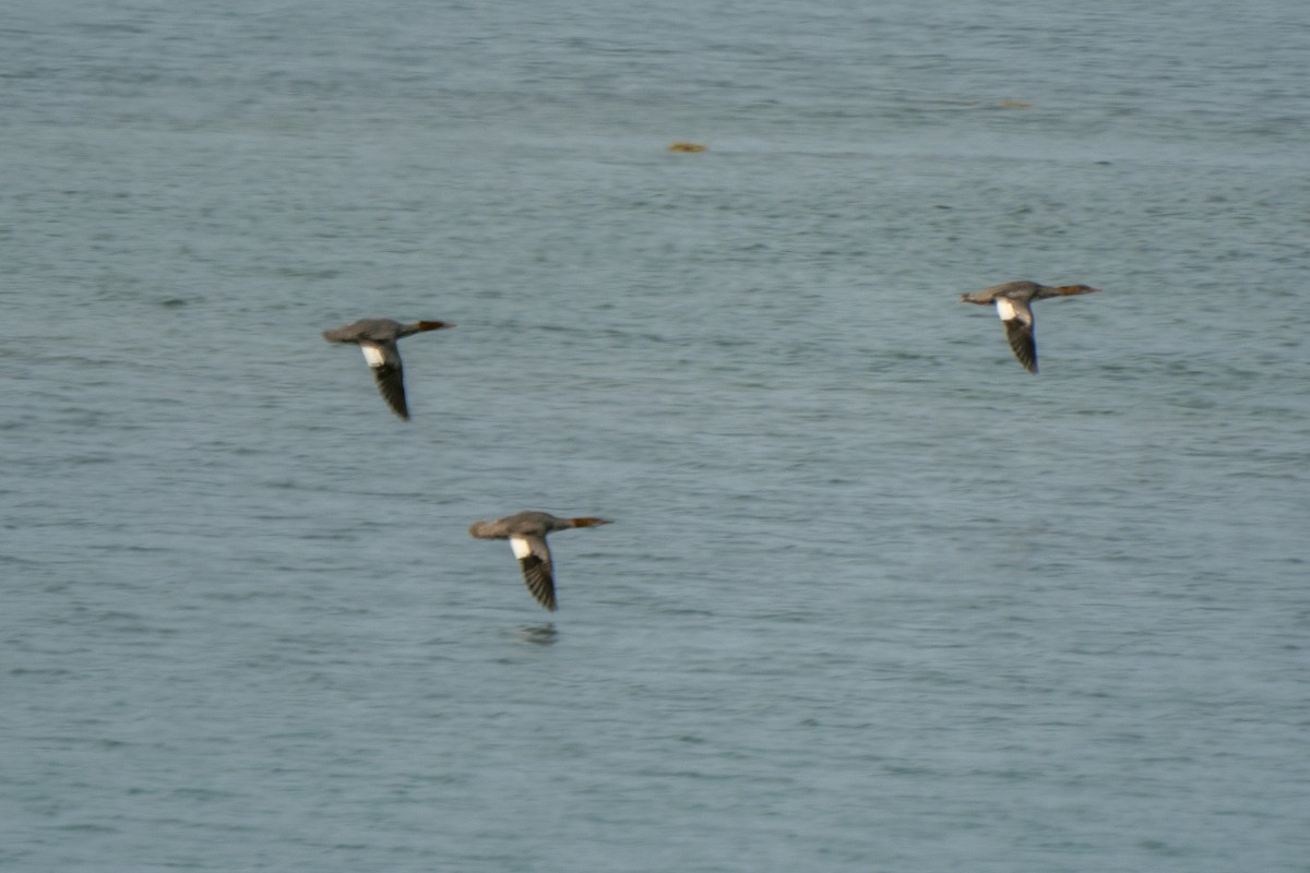 Common Merganser - Steven Hunter