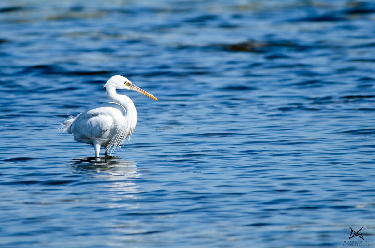 Great Egret - ML267525501