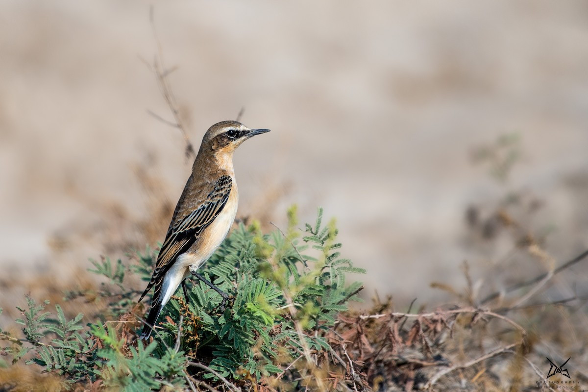 Desert Wheatear - ML267528041