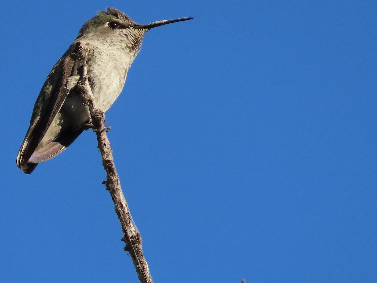 Costa's Hummingbird - ML267528411