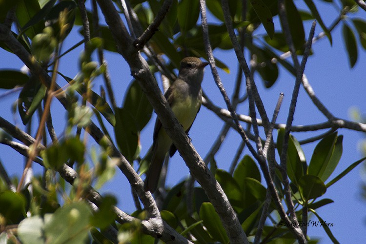 Great Crested Flycatcher - ML267528971