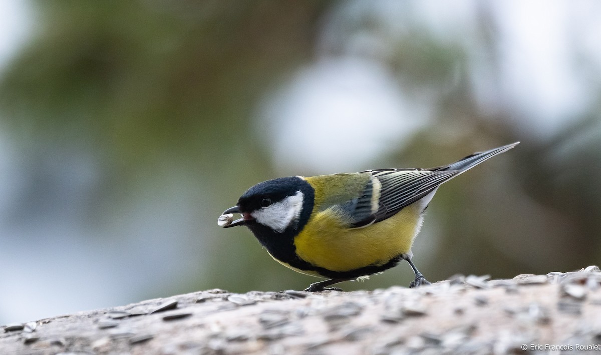 Great Tit (Great) - ML267531111