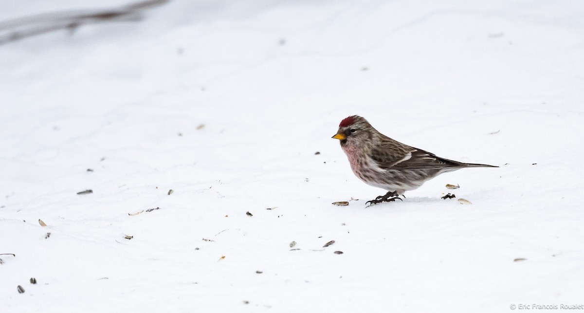 Common Redpoll (flammea) - ML267531181