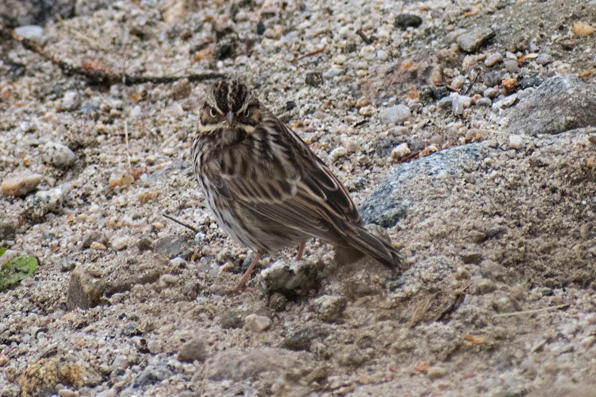 Savannah Sparrow - ML267531191