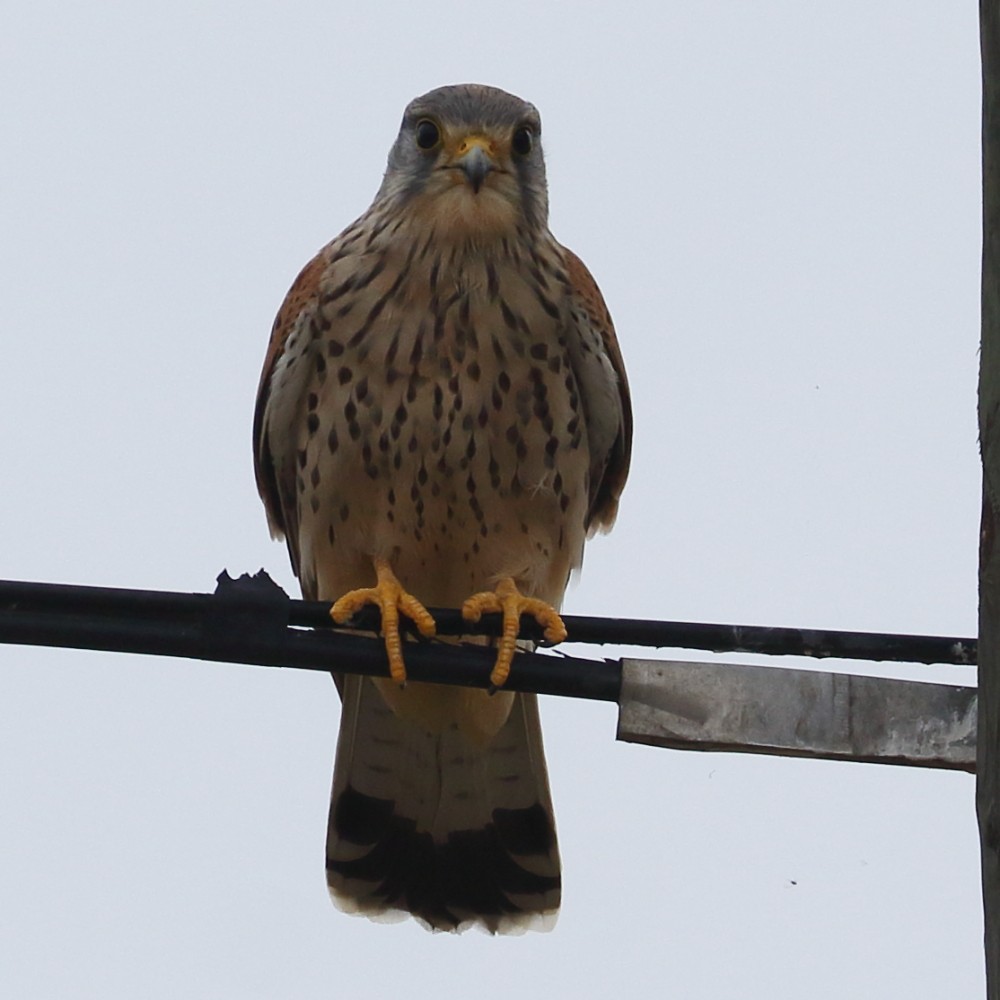 Eurasian Kestrel - ML267531651