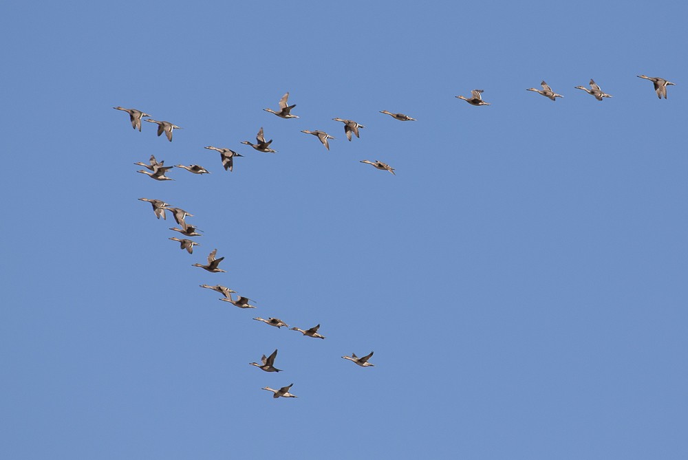 Northern Pintail - ML267531861