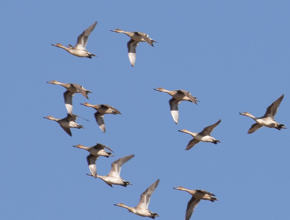 Northern Pintail - ML267531871