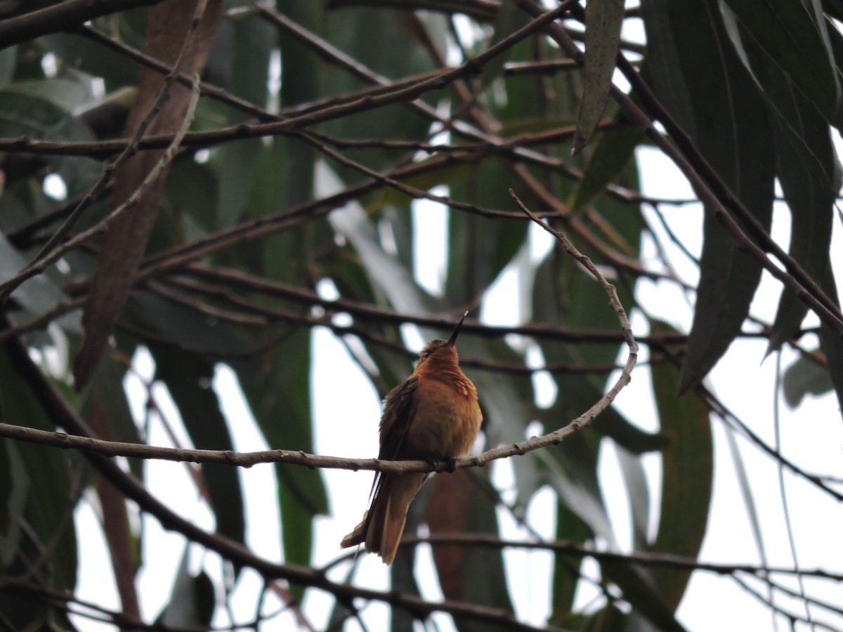 kolibřík duhovohřbetý - ML26753351