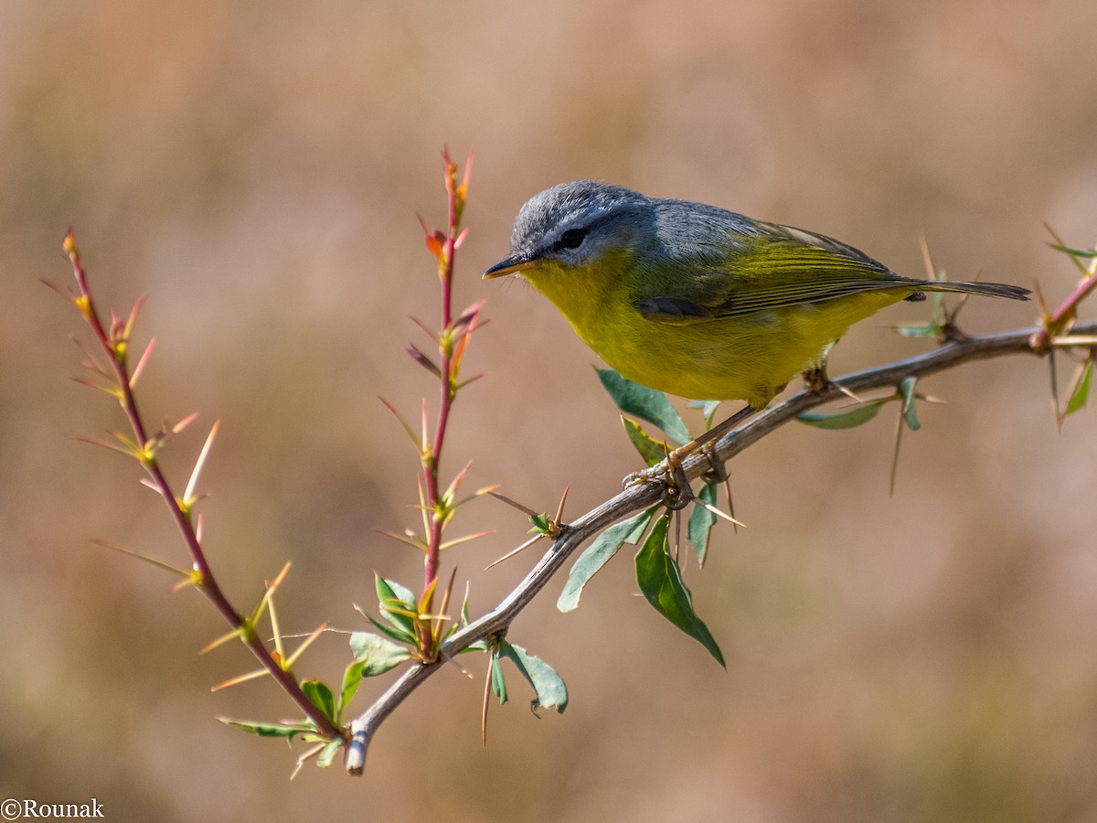 Gray-hooded Warbler - ML267535751