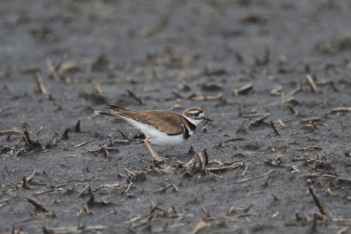 Killdeer - Ron Sempier