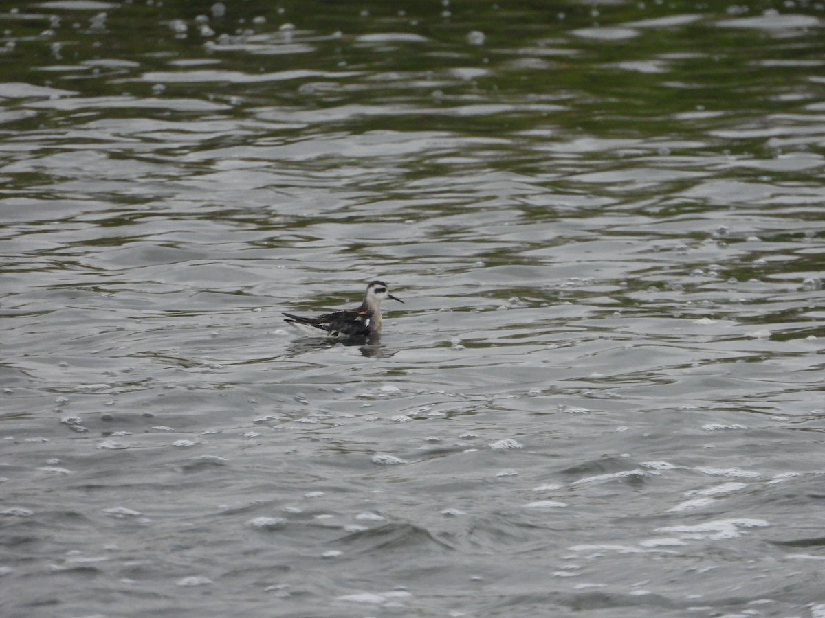 Red-necked Phalarope - ML267538221