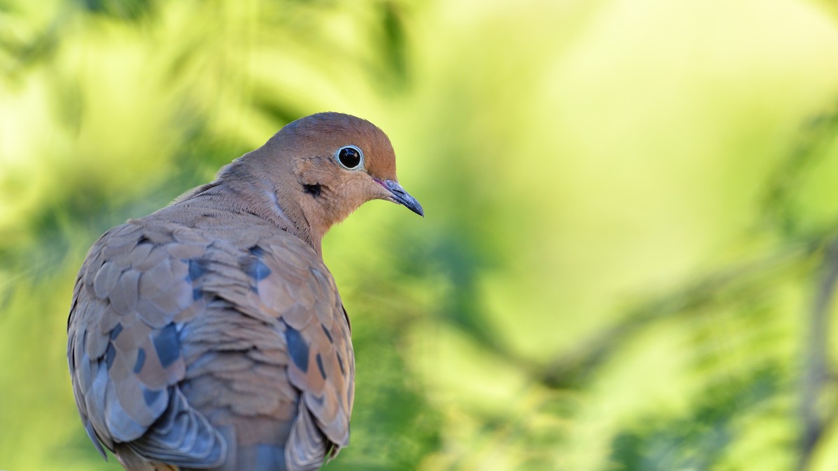 Mourning Dove - ML267539531