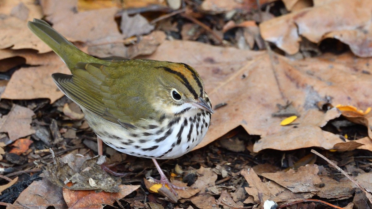 Ovenbird - ML267539551