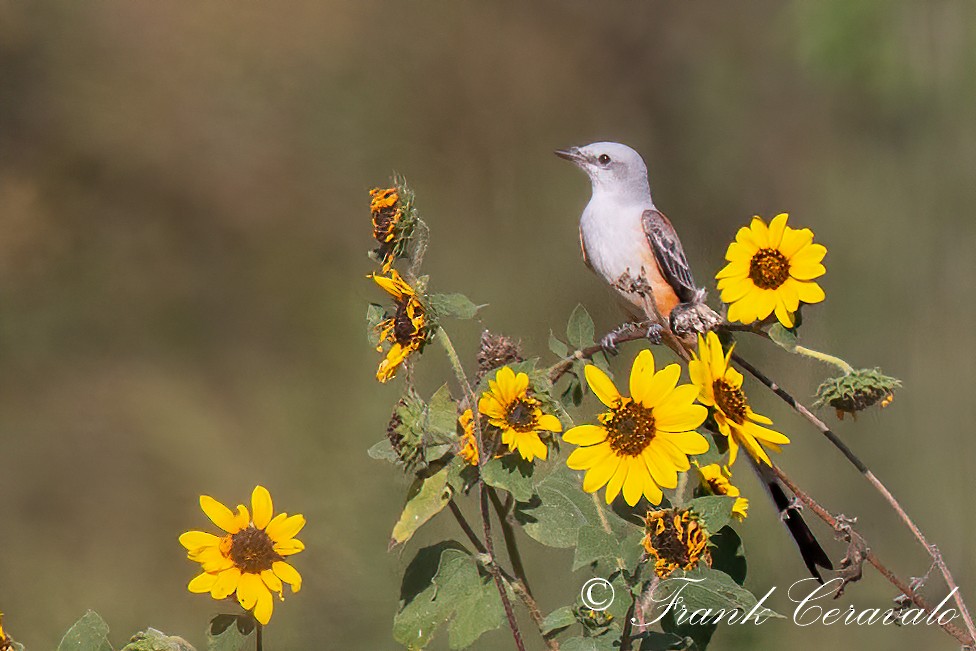 Scissor-tailed Flycatcher - ML267540281