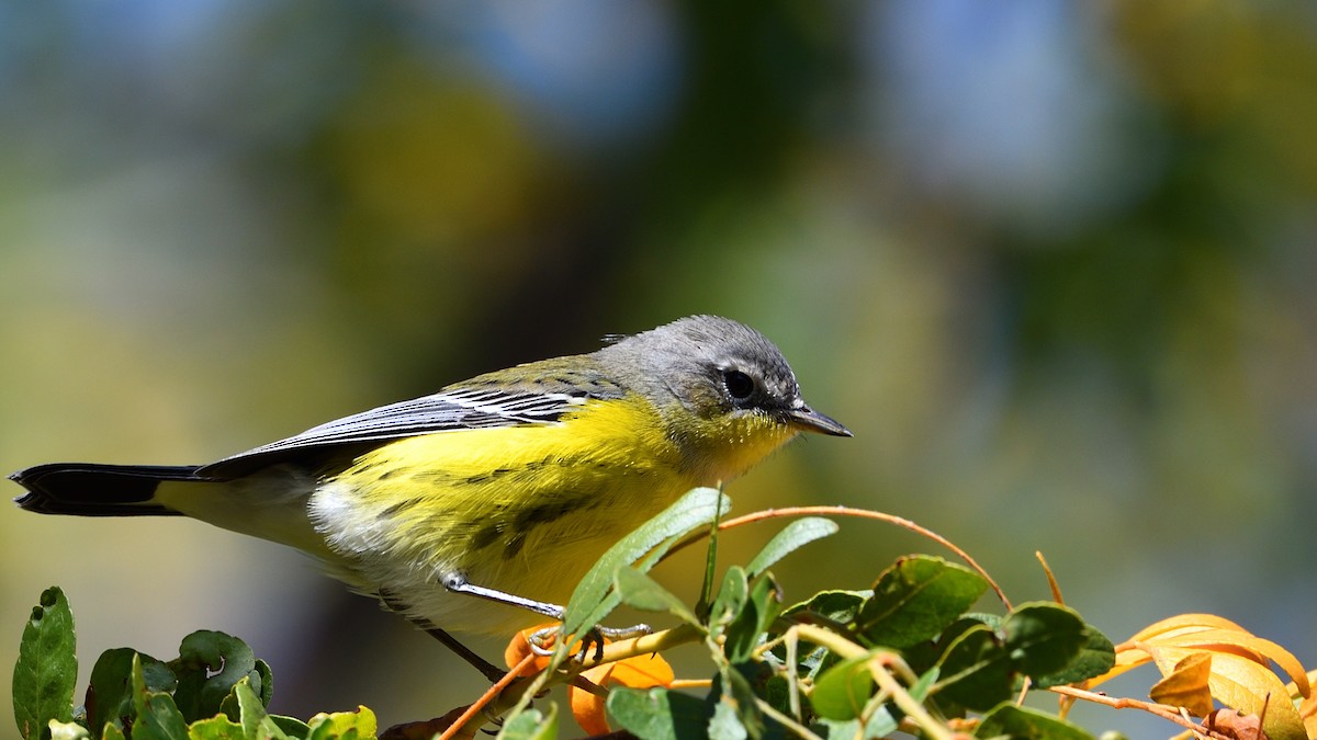 Magnolia Warbler - ML267540421