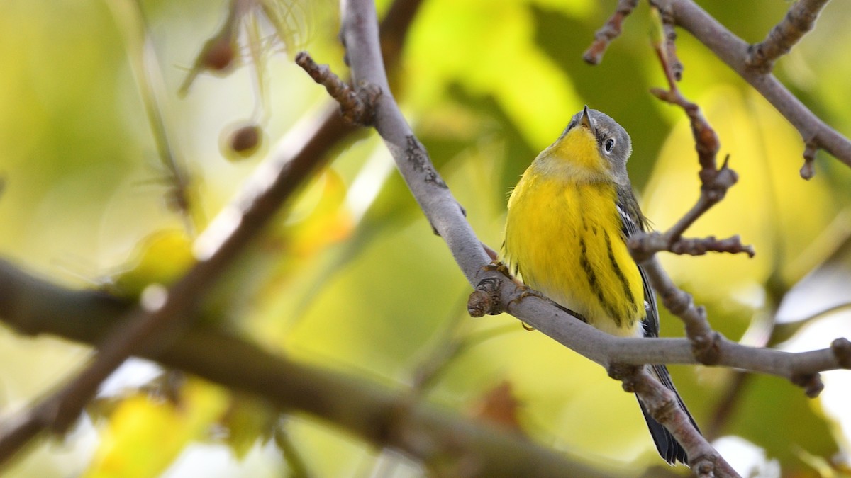 Magnolia Warbler - ML267540451