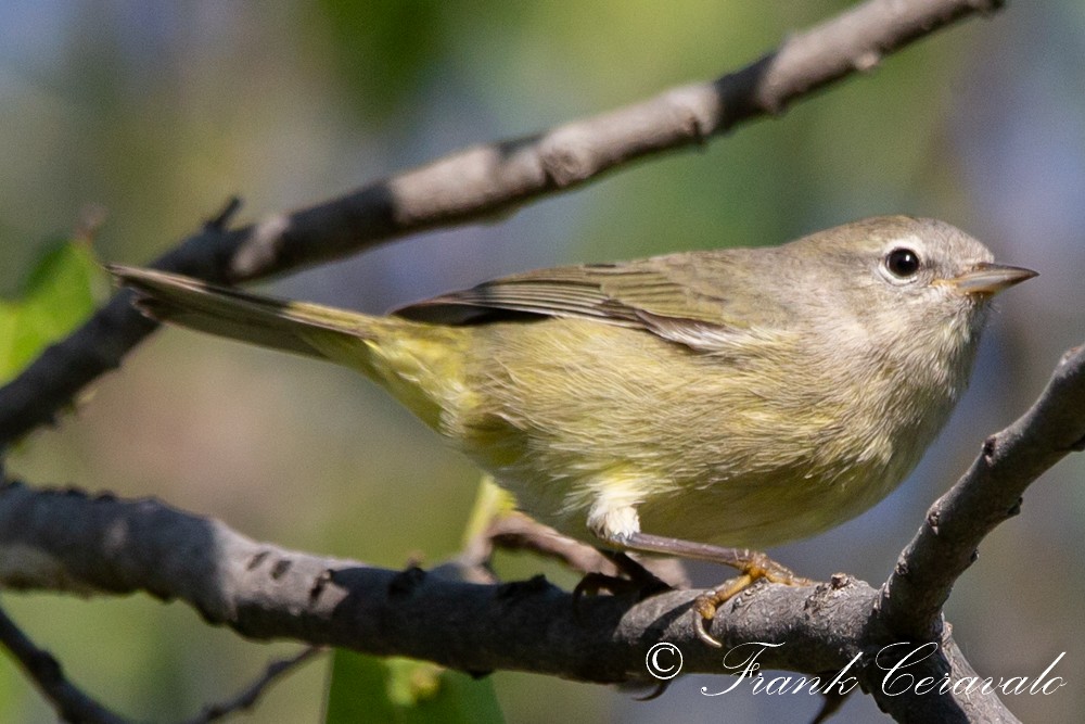Orange-crowned Warbler - ML267540531