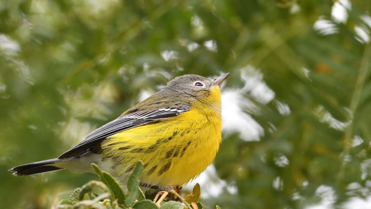 Magnolia Warbler - ML267540611