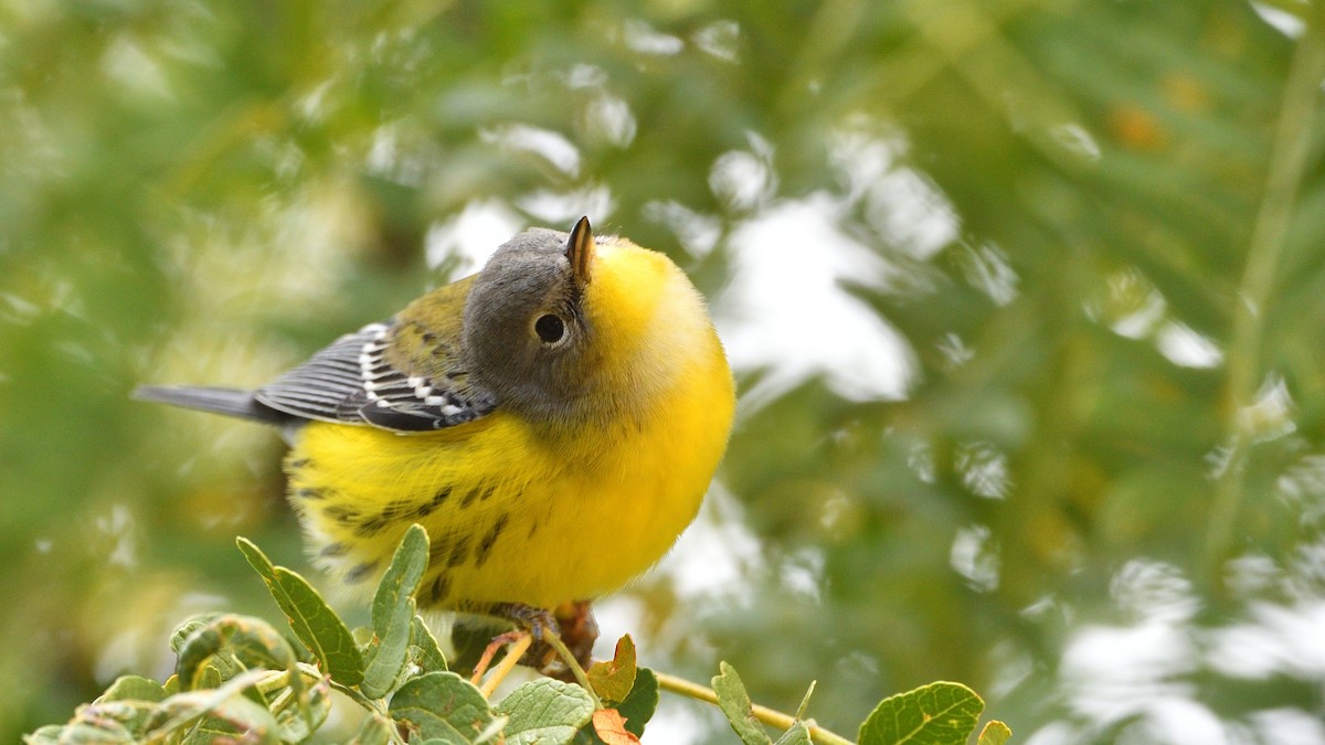 Magnolia Warbler - ML267540621