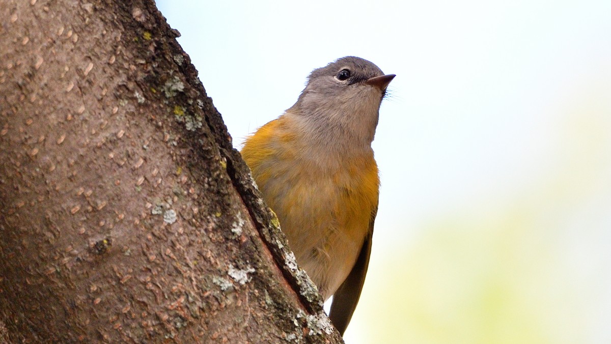 American Redstart - ML267540651