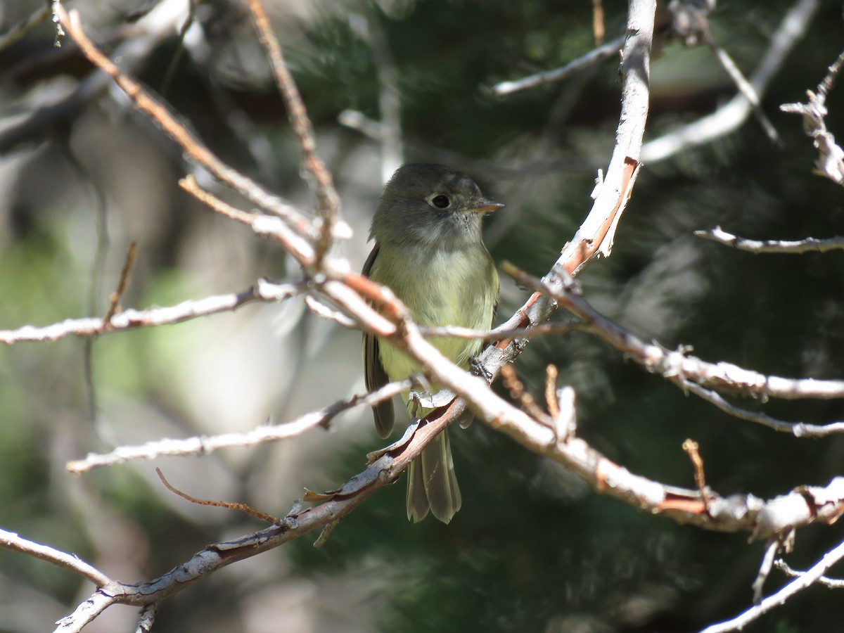 Hammond's Flycatcher - ML267540911